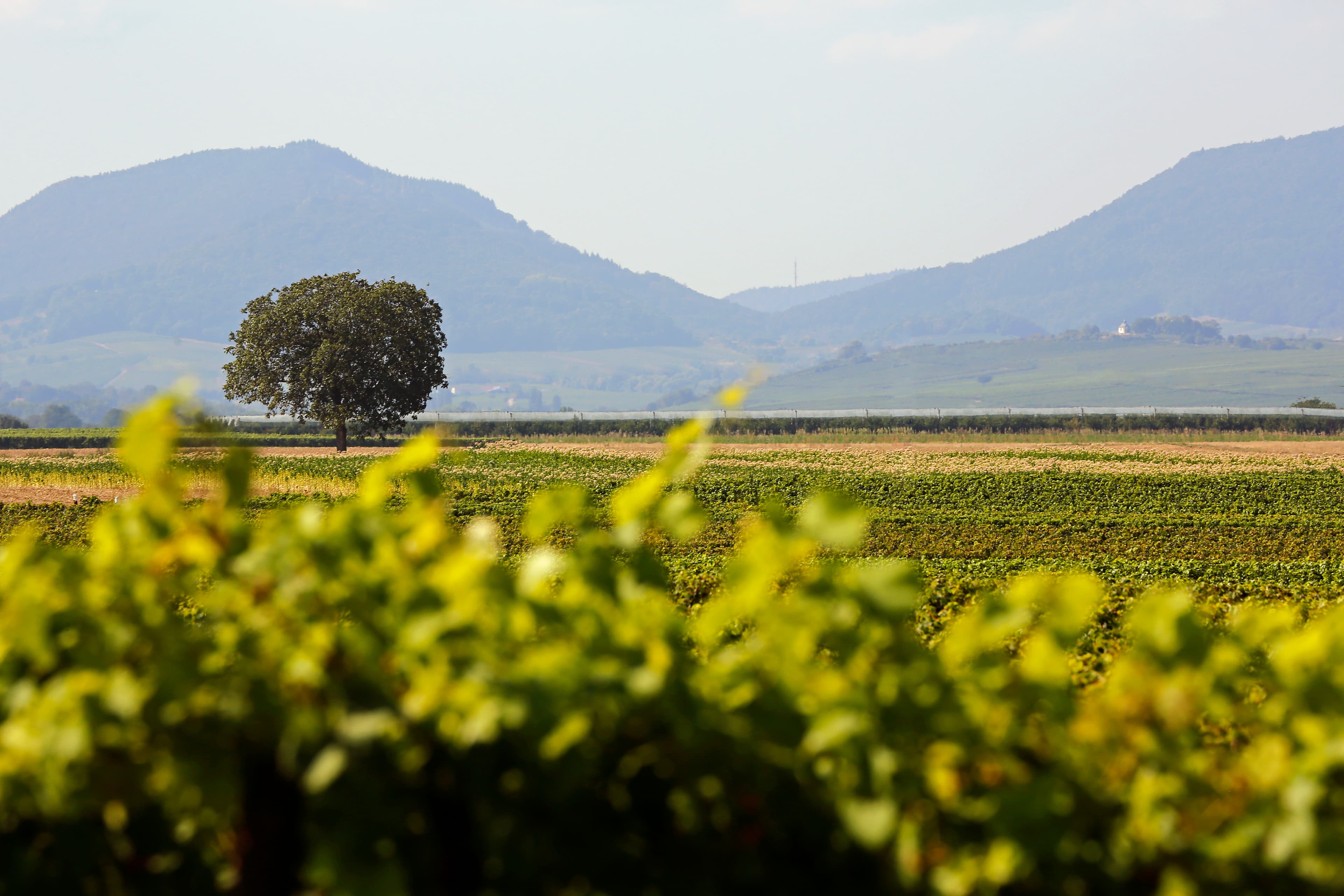 Weingut Bus supporting gallery image 2