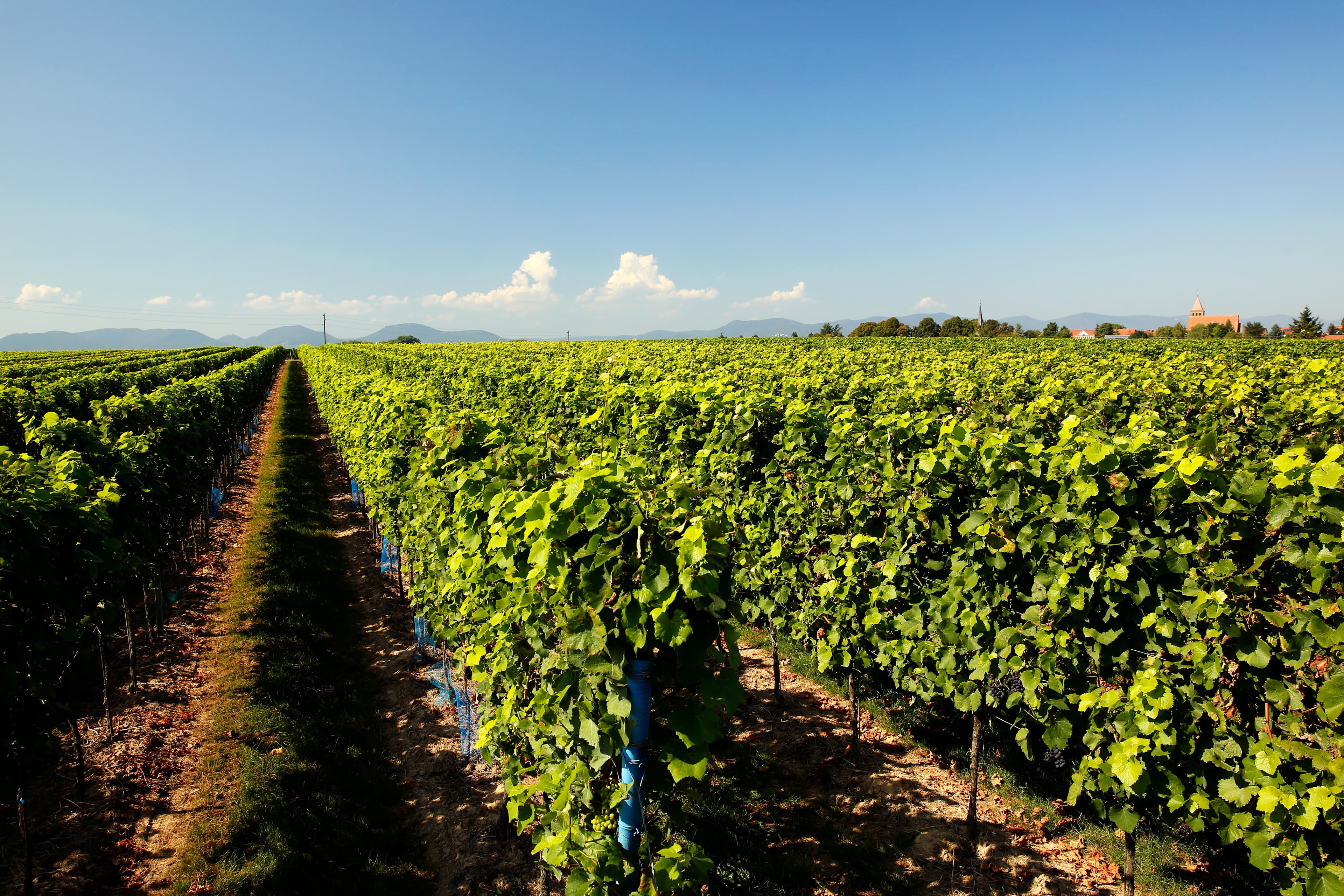 Weingut Bus video placeholder