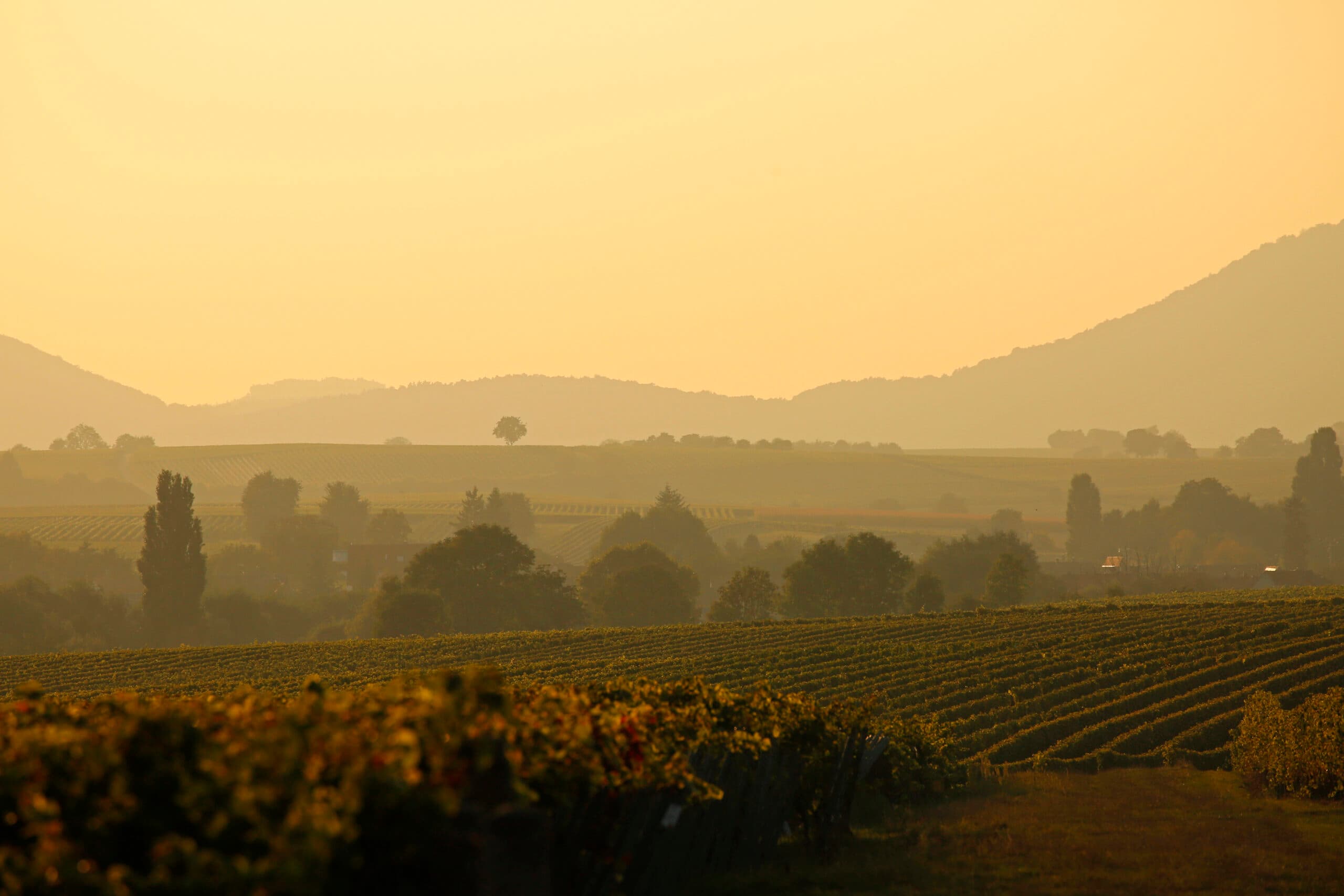 Weingut Bus main gallery image