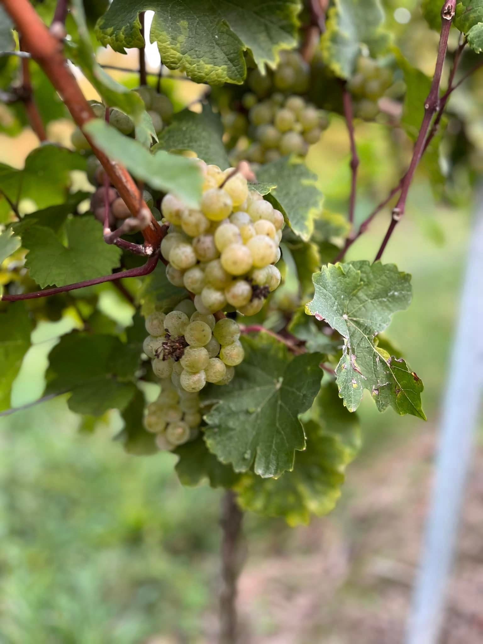 Weingut Bus light grape close-up photograph