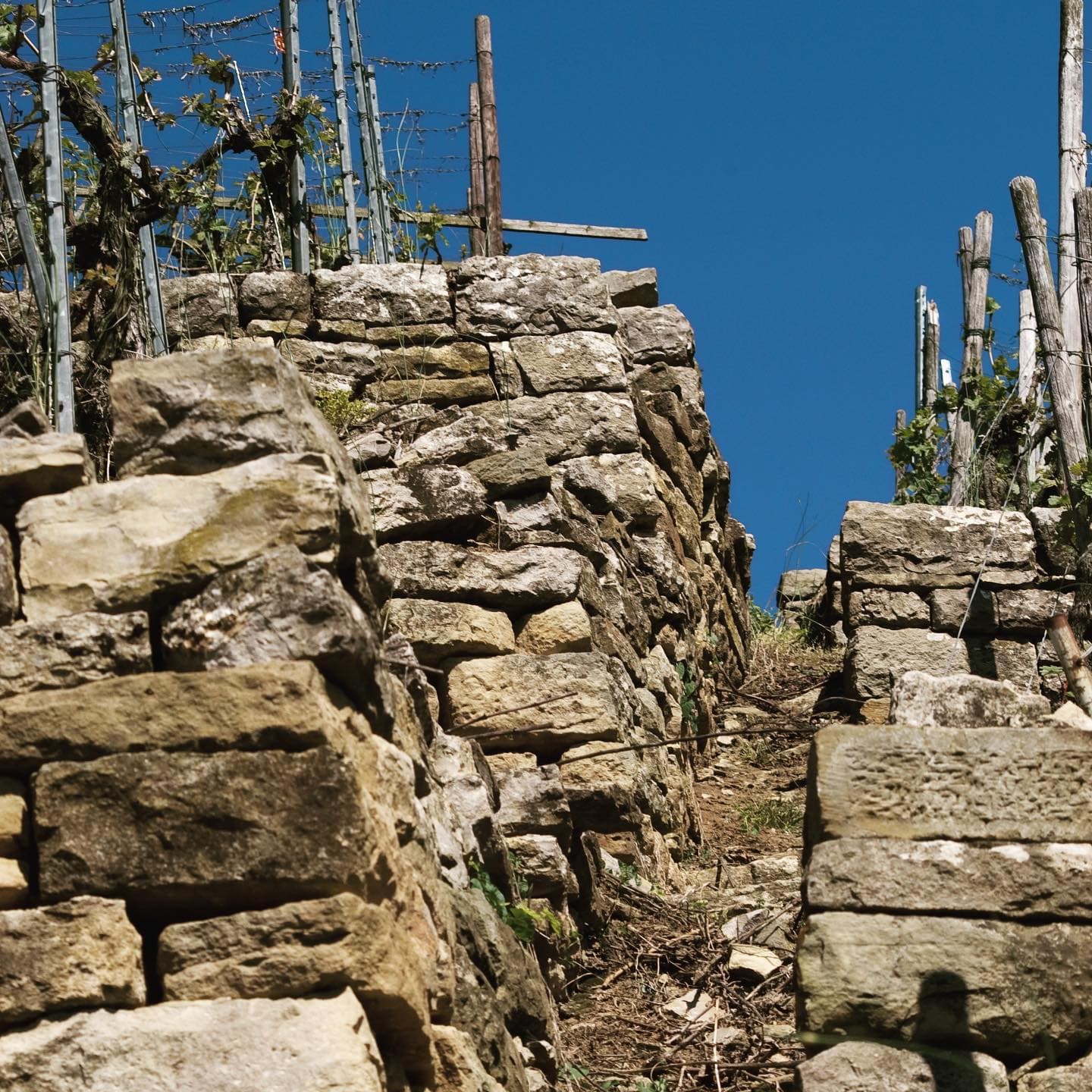 Dautel supporting gallery image 3