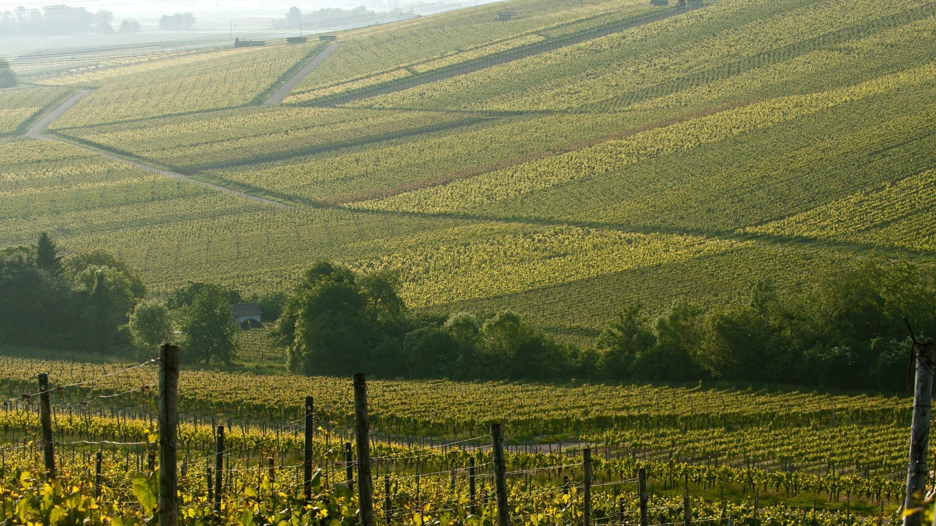 Weingut Dautel main gallery image