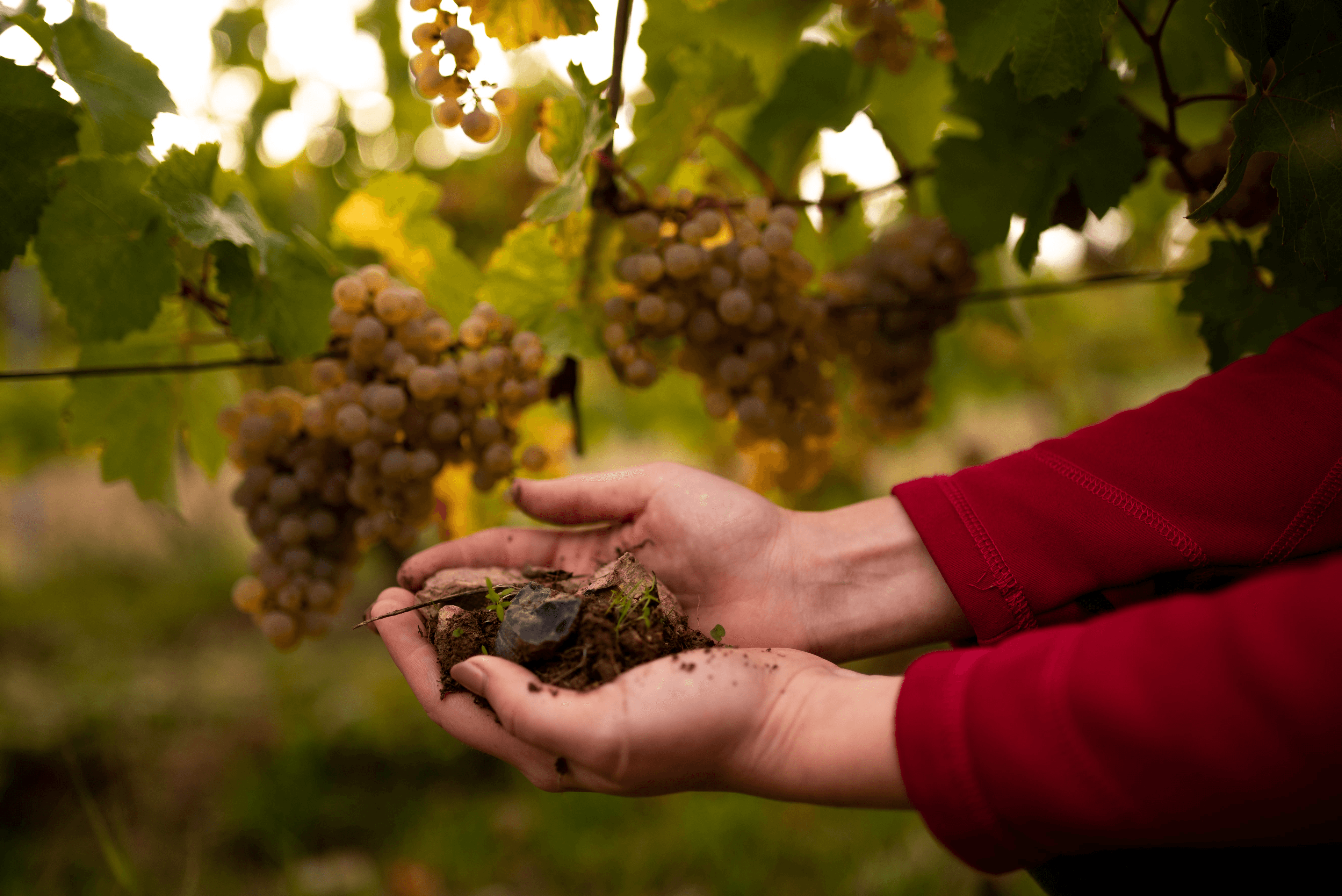 Weingut Hamm Rheingau landscape