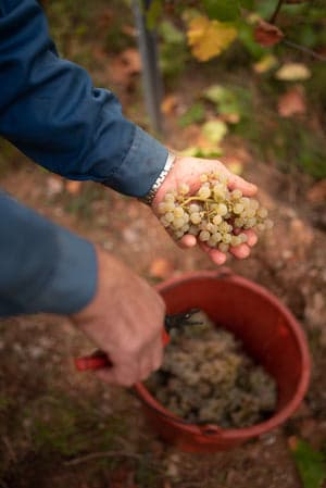 Weingut Hamm supporting gallery image 2