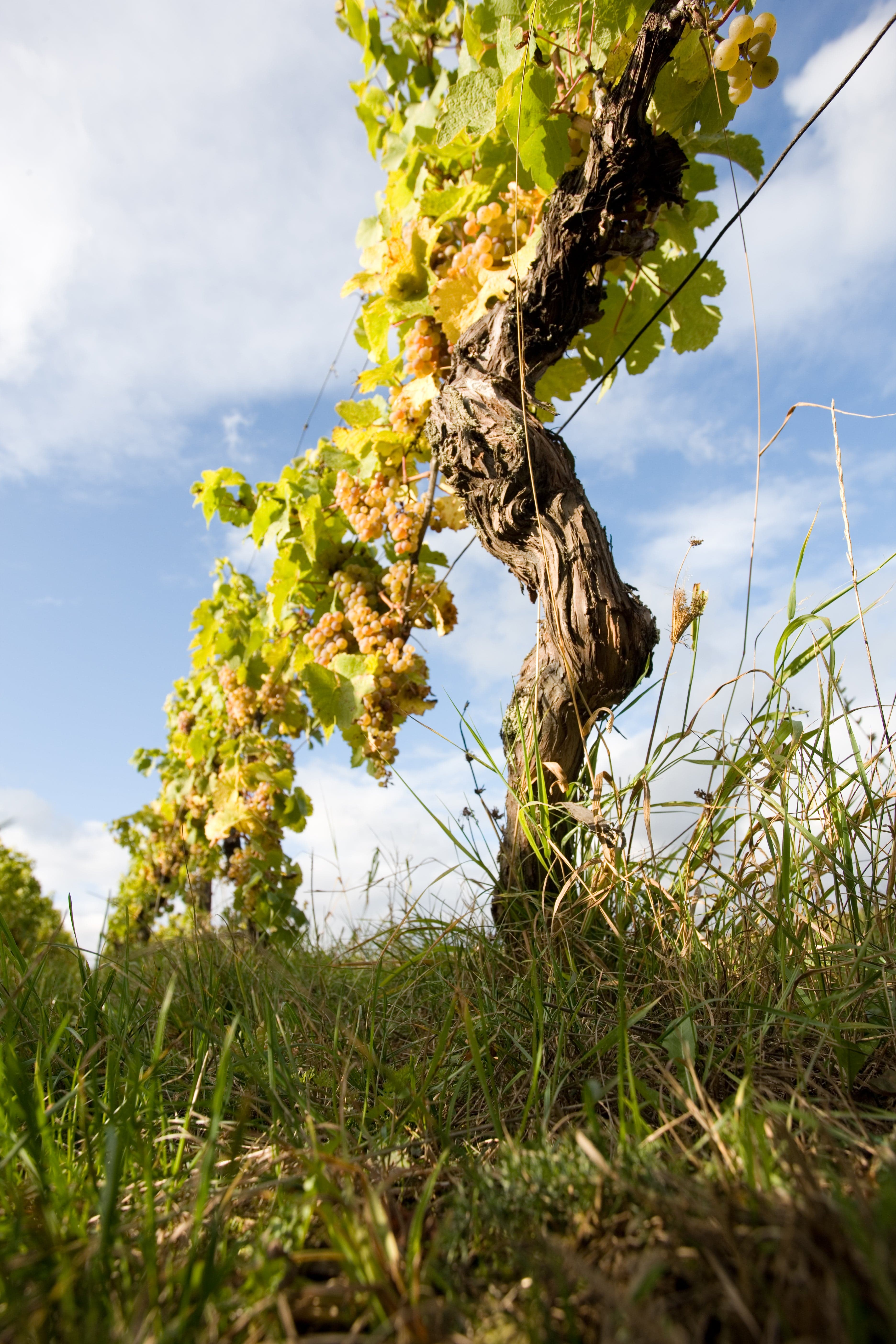 Weingut Hamm main gallery image