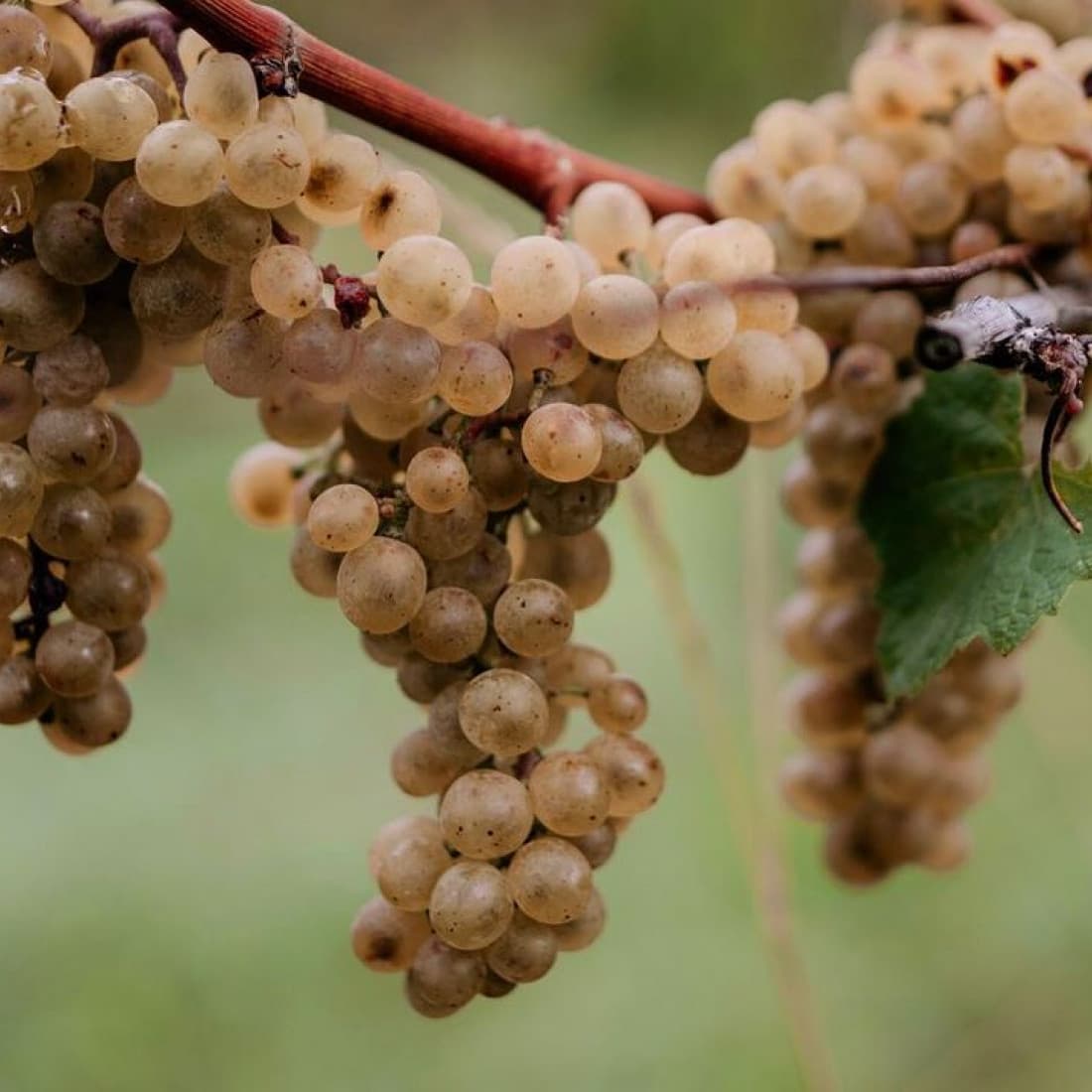 Horst Sauer supporting gallery image 1