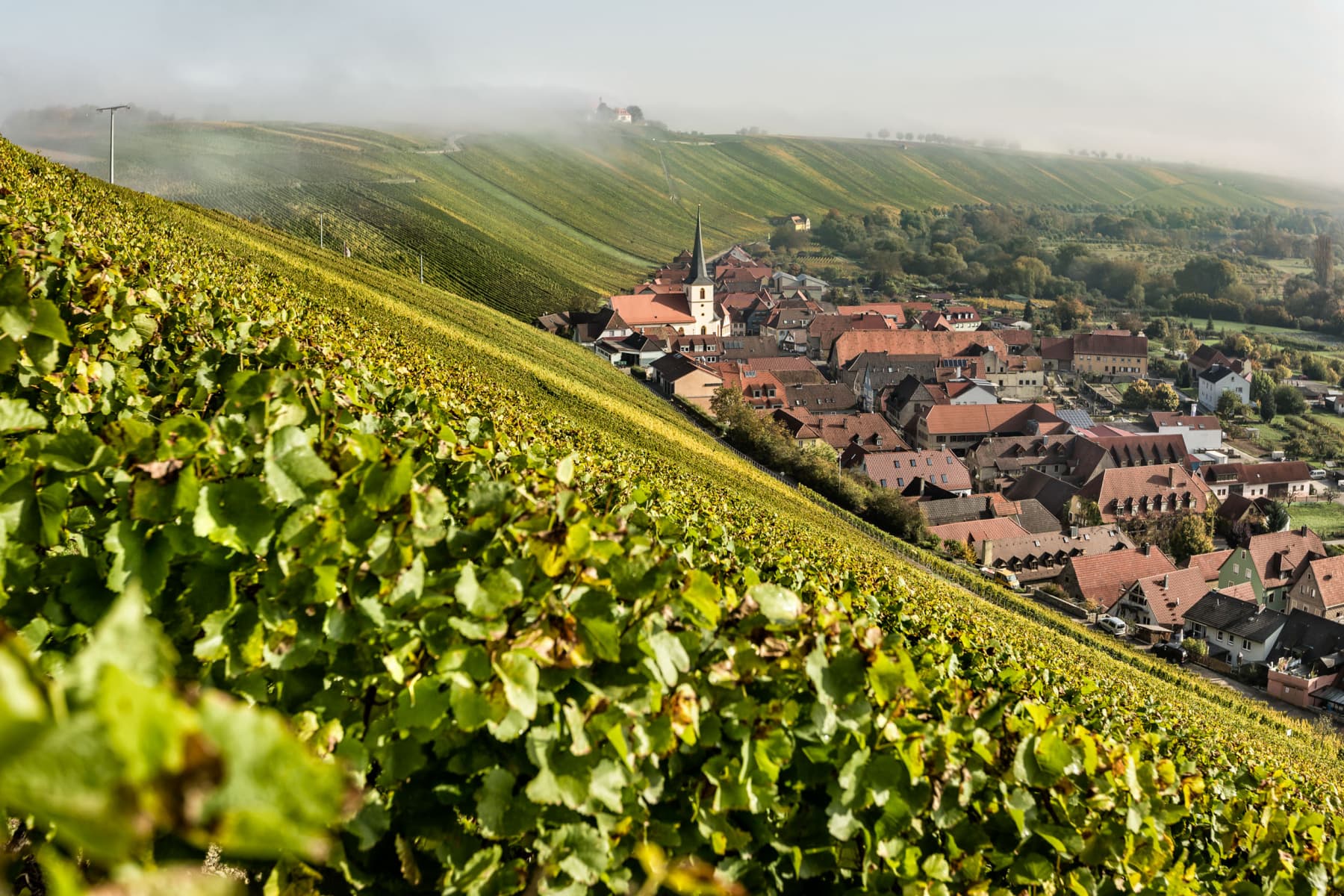 Weingut Horst Sauer main gallery image