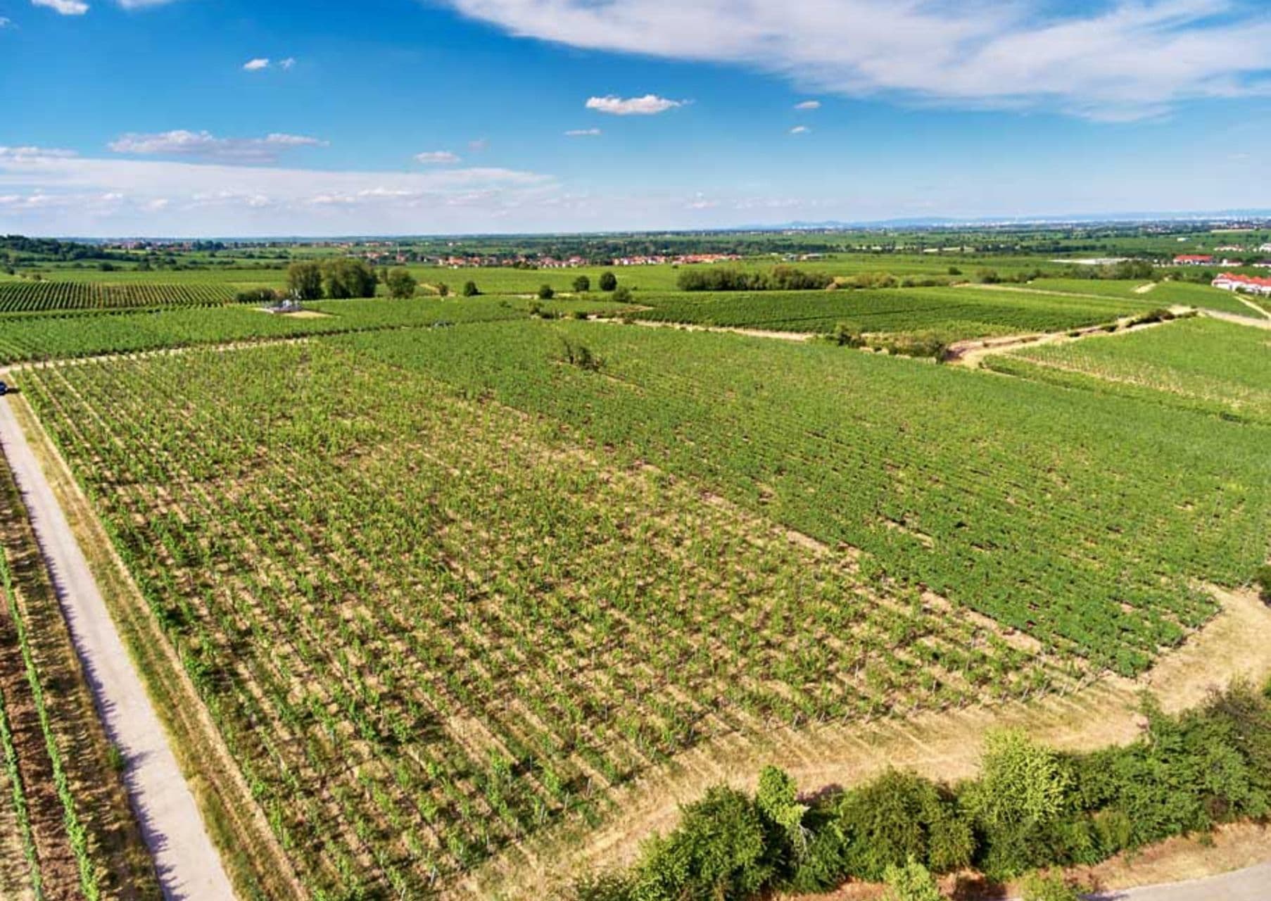 Landerer main gallery vineyard landscape