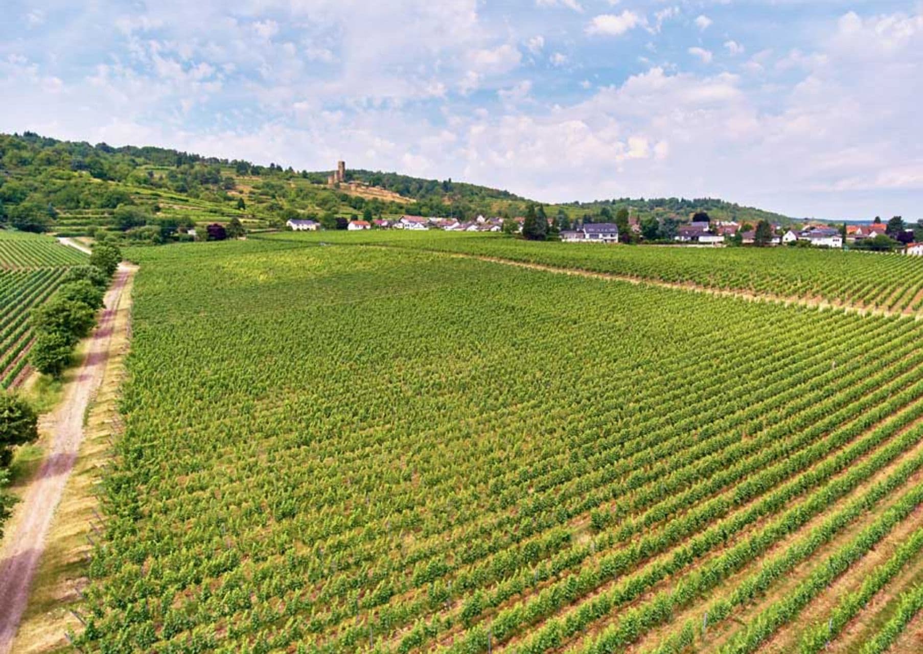 Landerer supporting vineyard rows