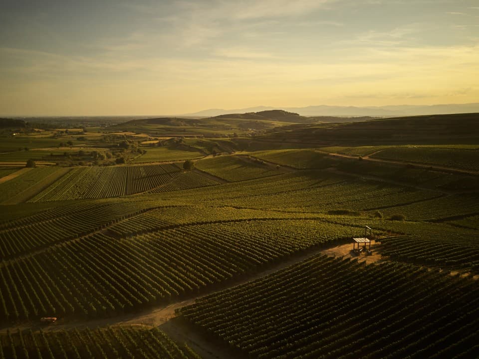Kaiserstuhl vineyard landscape