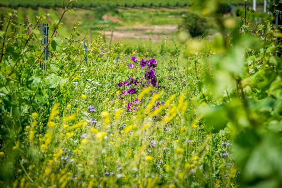 Ludwig supporting gallery natural atmosphere