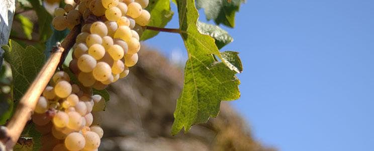 Ludwig supporting gallery grape detail