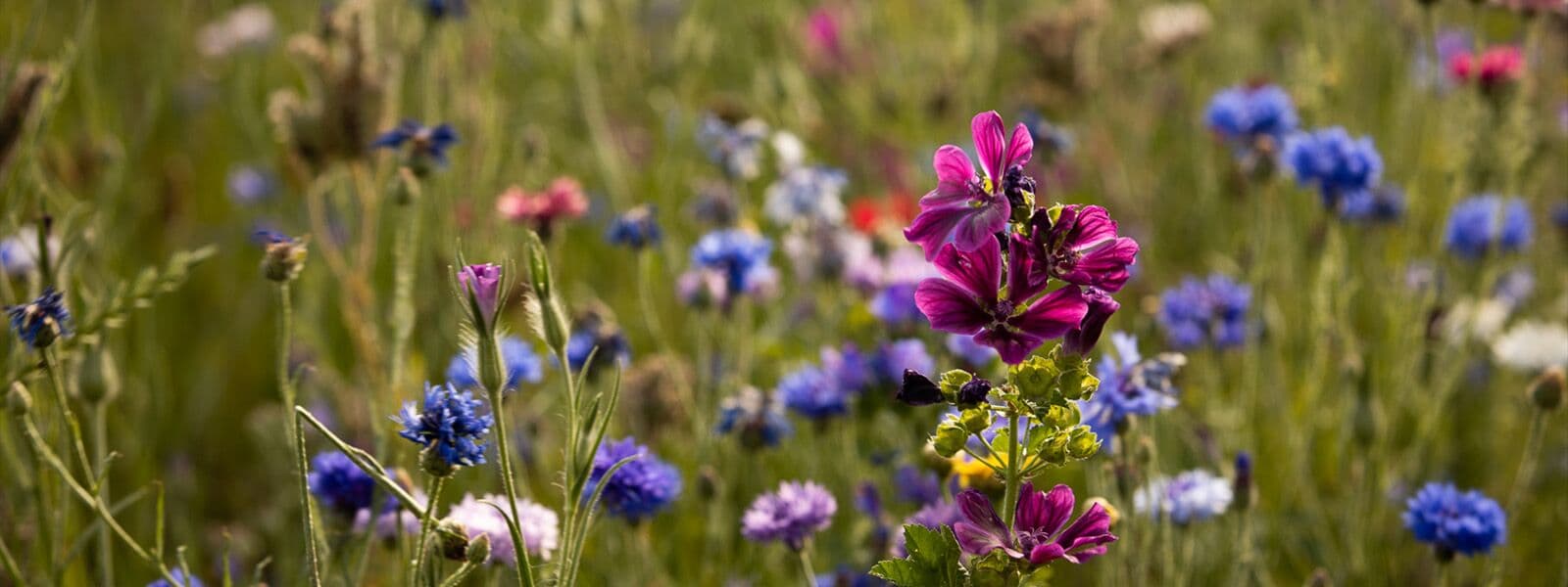 Balthasar Ress vineyard biodiversity detail
