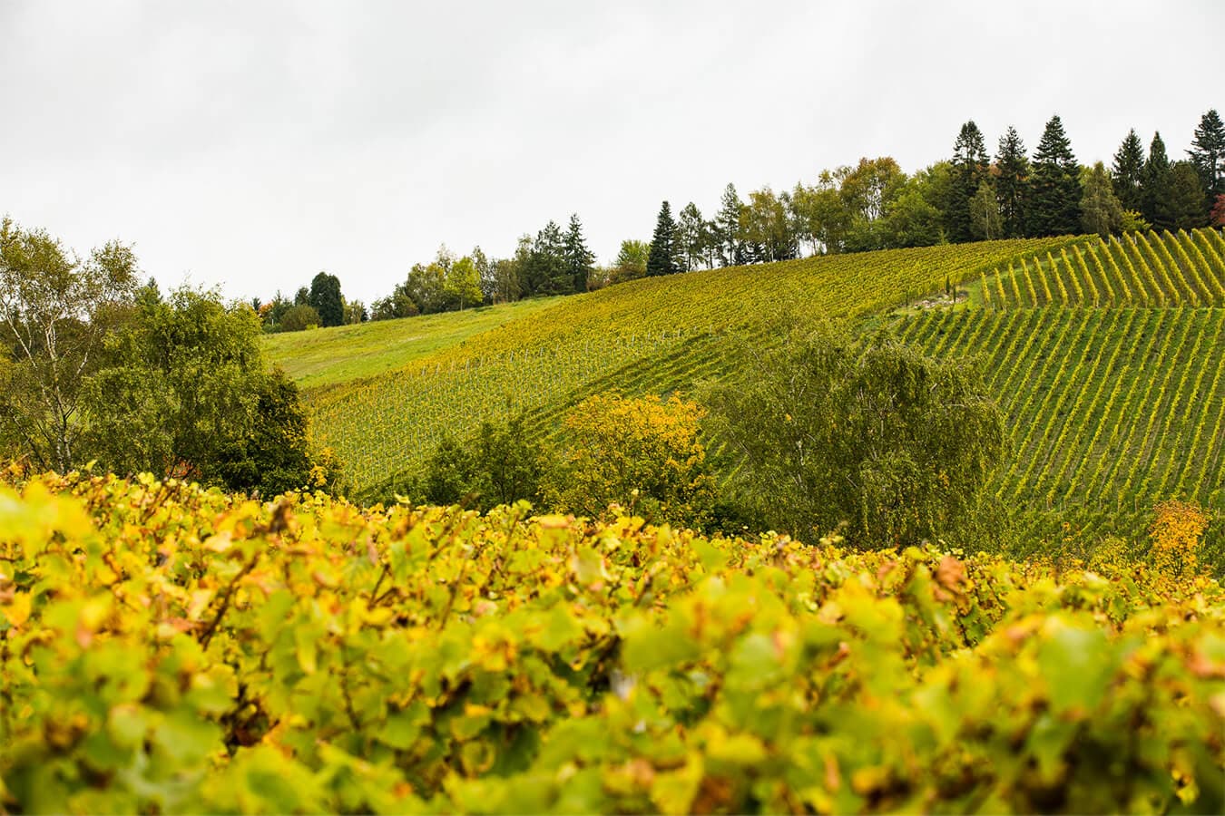 Balthasar Ress main gallery landscape