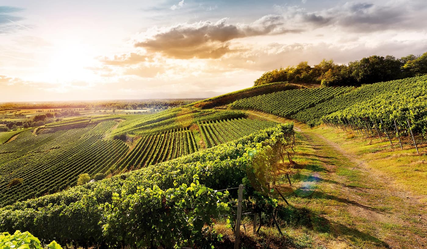 Weingut Salwey main gallery image