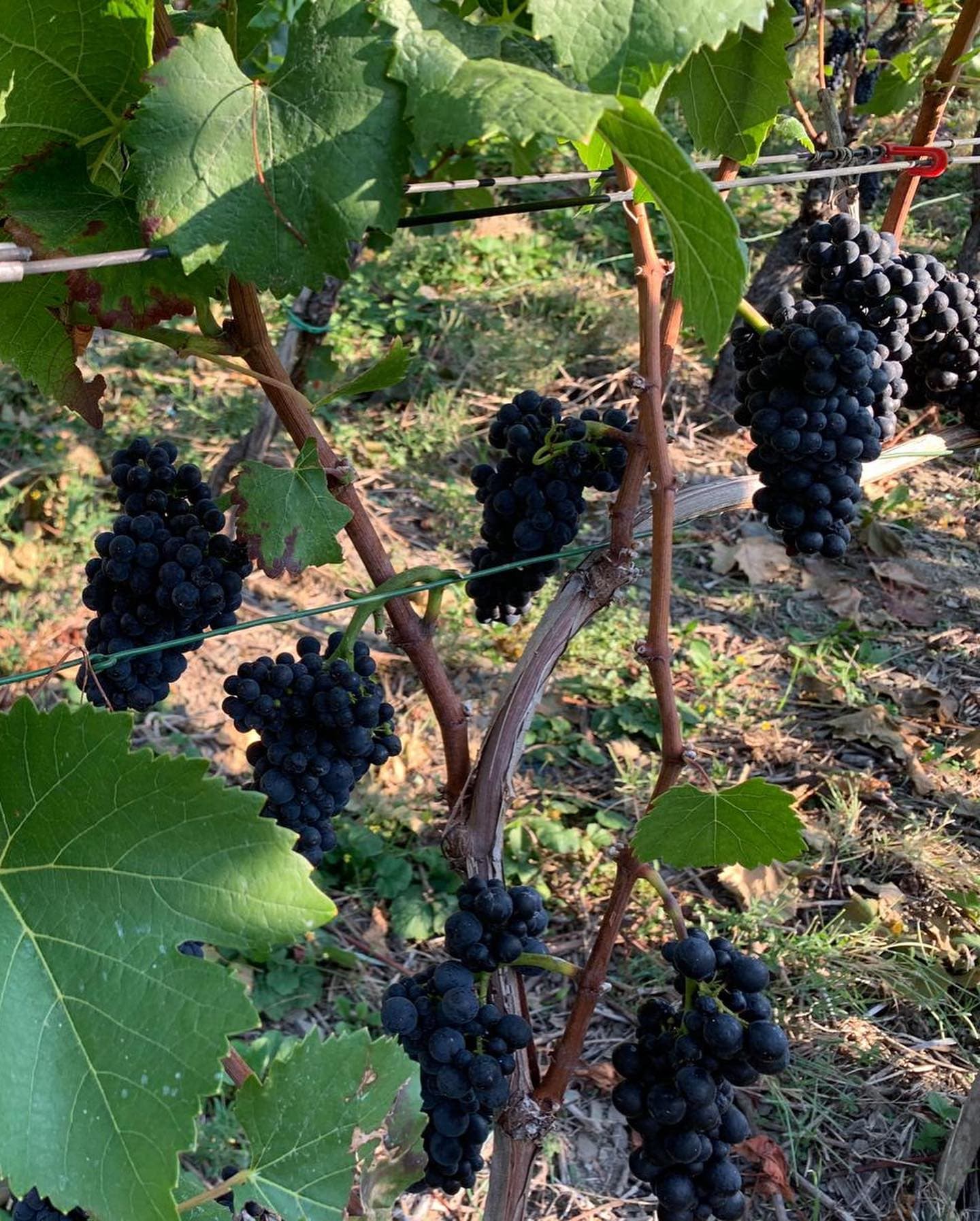 Jean Stodden supporting gallery image 3