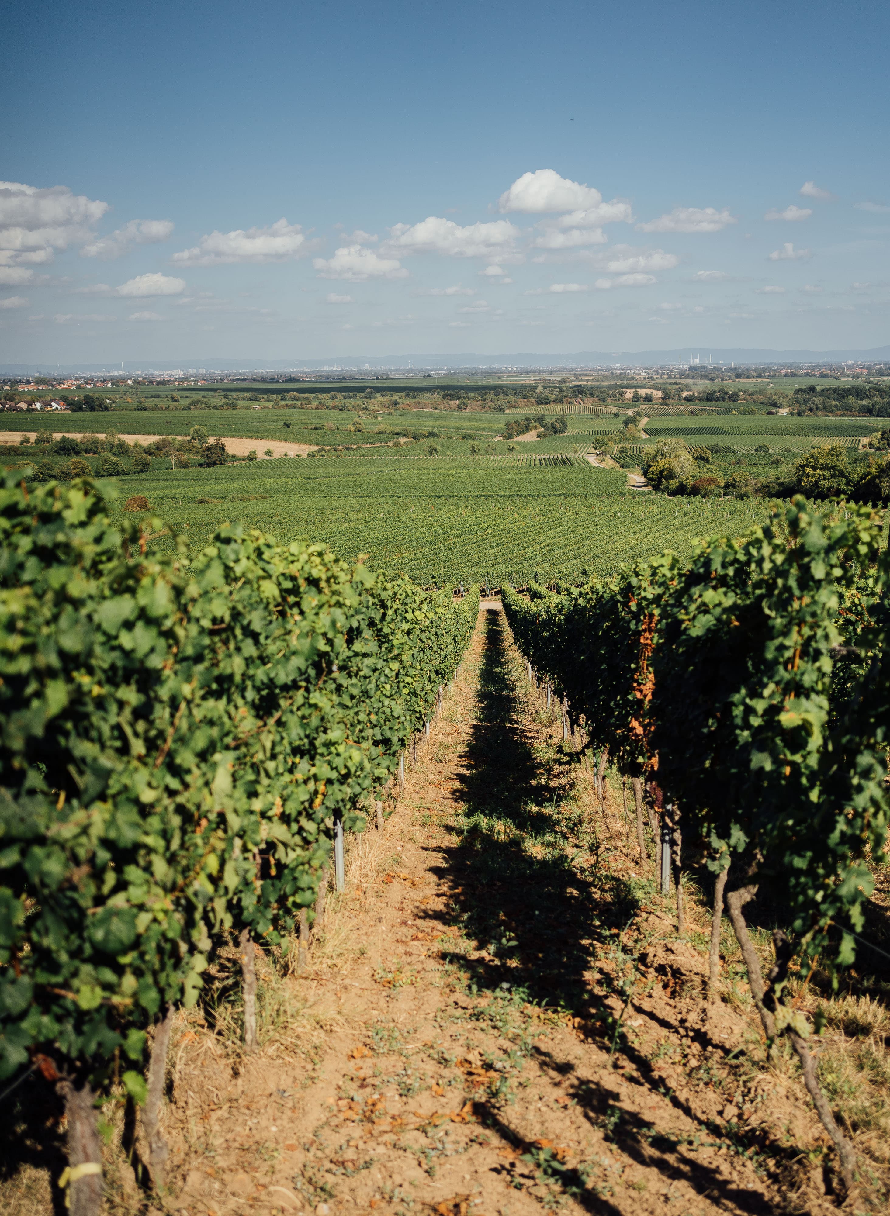Dr. Bürklin-Wolf estate Riesling bottle photograph