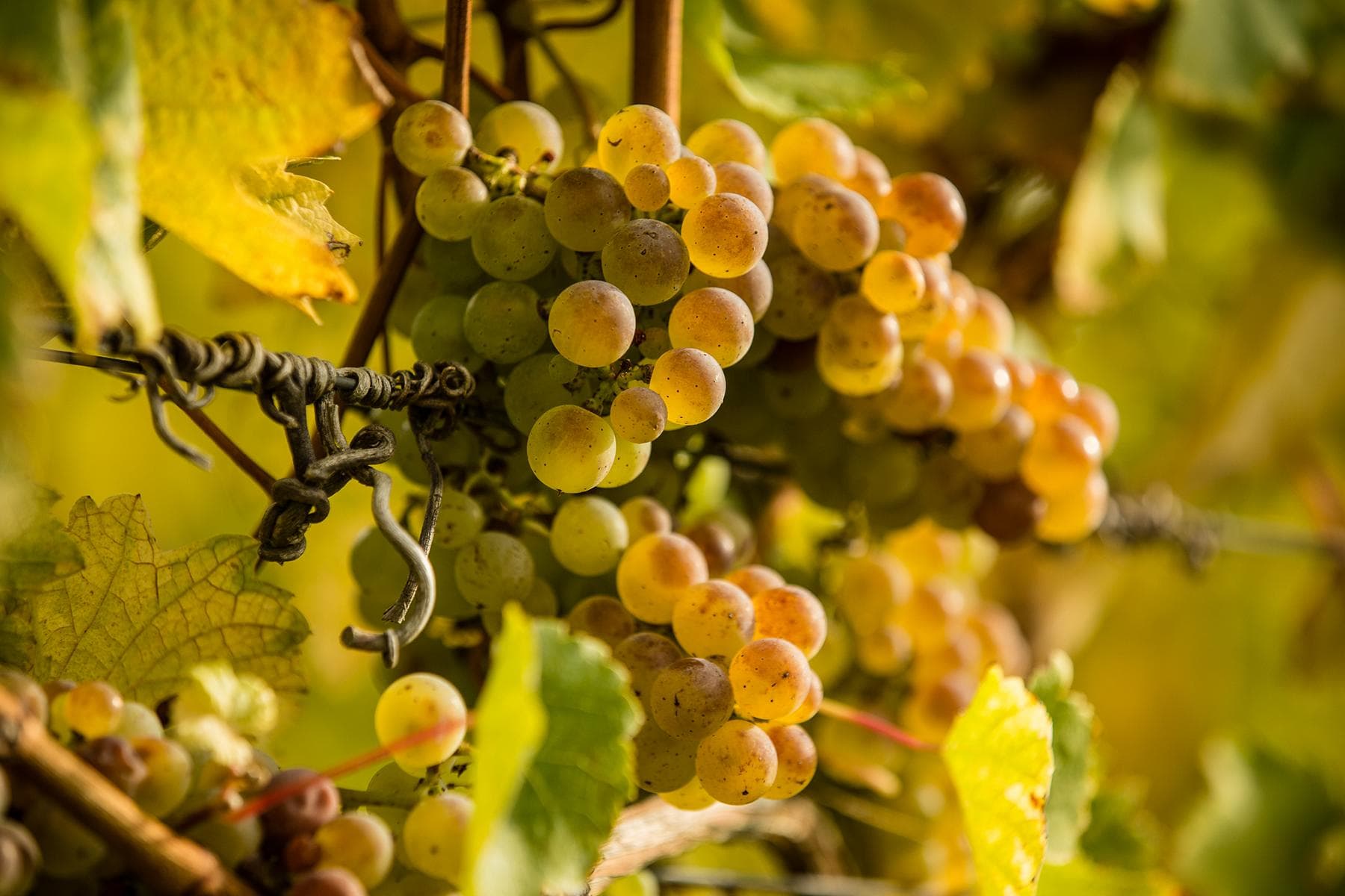 Balthasar Ress Riesling grape cluster